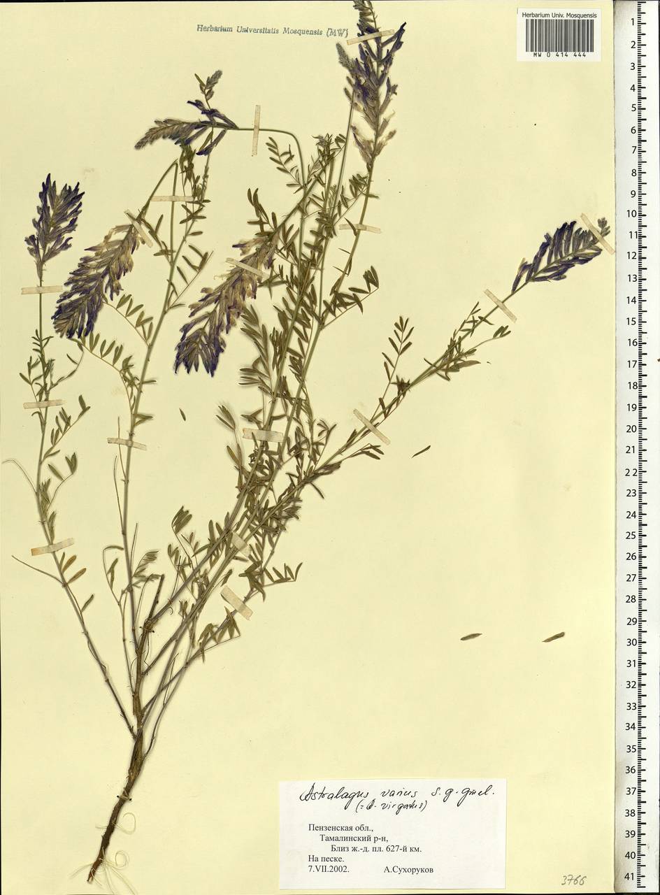 Astragalus varius, Eastern Europe, Middle Volga region (E8) (Russia)