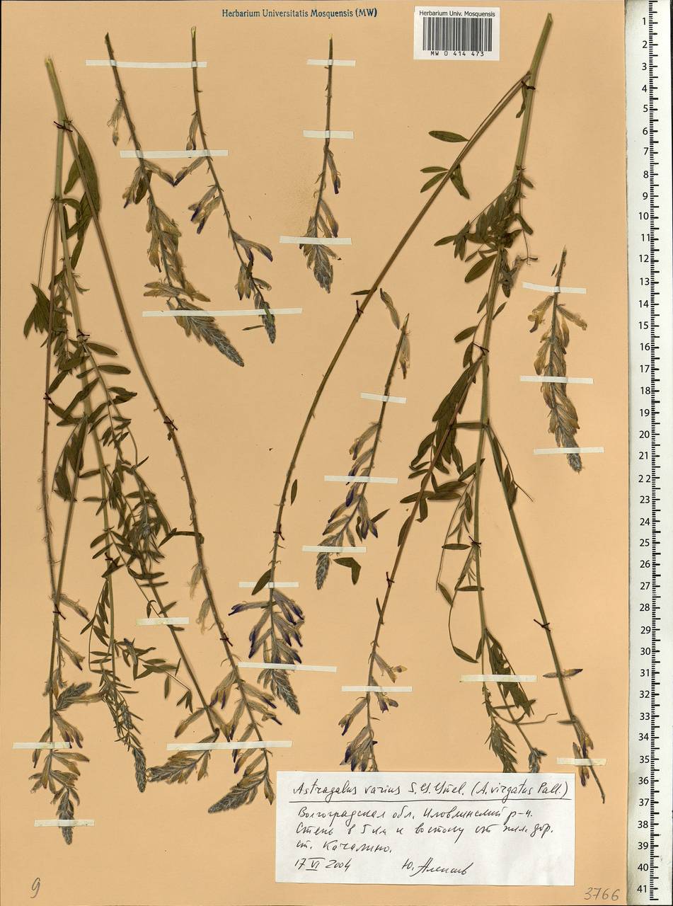 Astragalus varius, Eastern Europe, Lower Volga region (E9) (Russia)