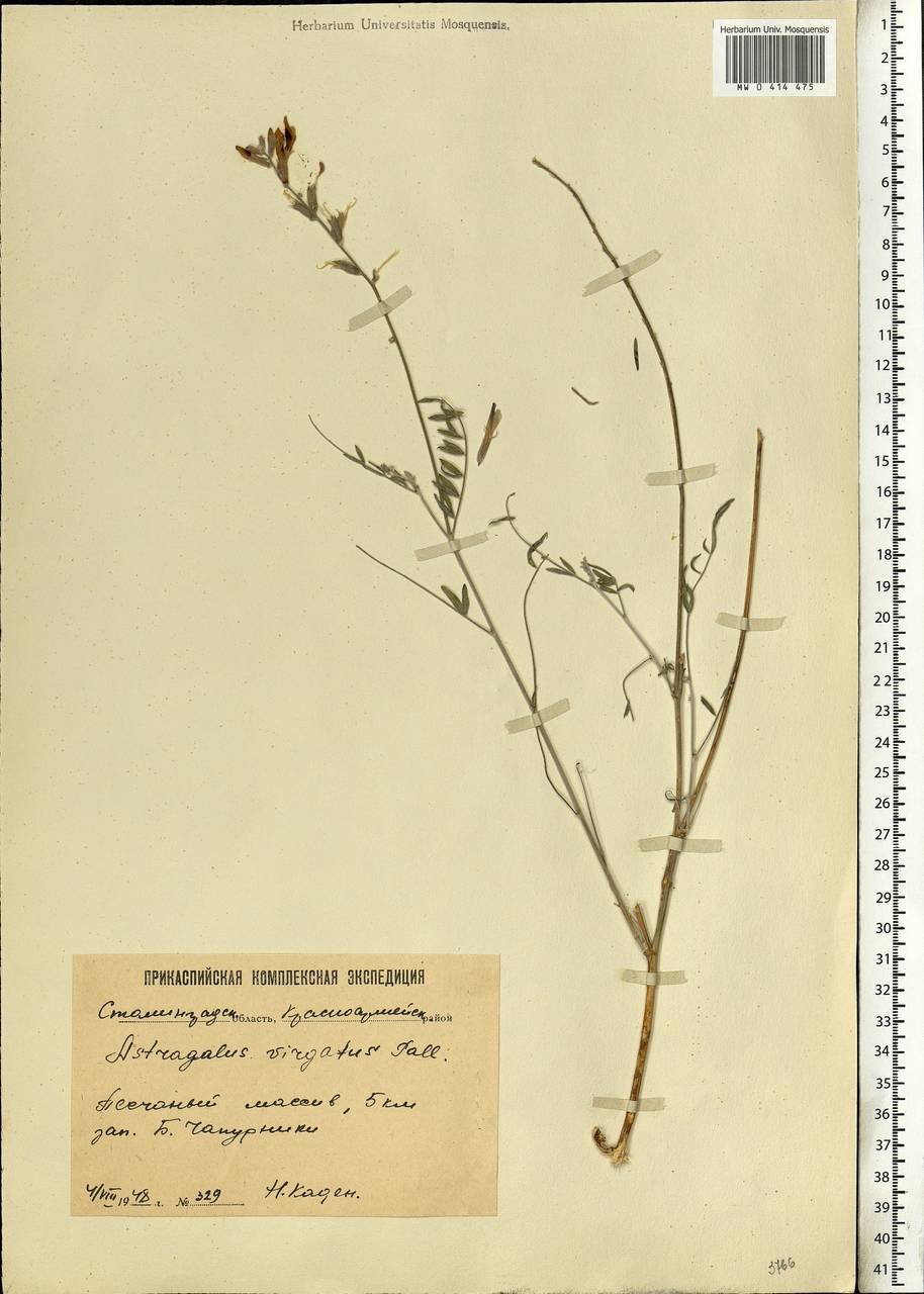 Astragalus varius, Eastern Europe, Lower Volga region (E9) (Russia)