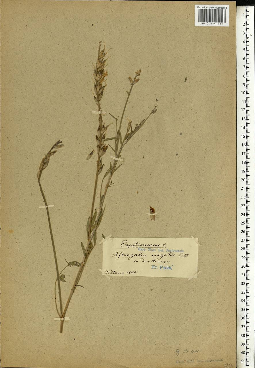 Astragalus varius S.G.Gmel., Eastern Europe, Lower Volga region (E9) (Russia)