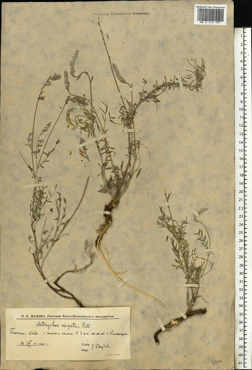 Astragalus varius, Eastern Europe, Lower Volga region (E9) (Russia)