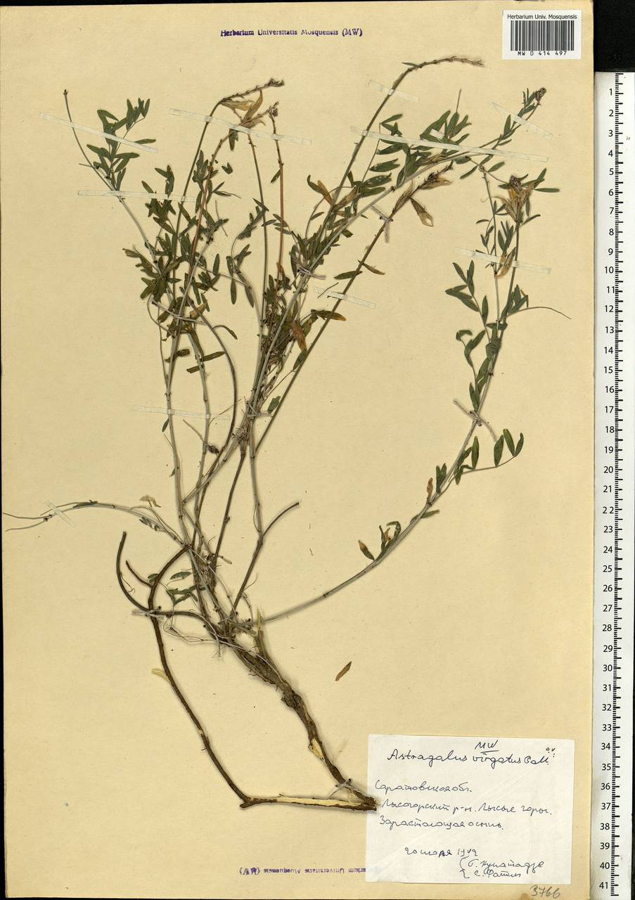 Astragalus varius, Eastern Europe, Lower Volga region (E9) (Russia)