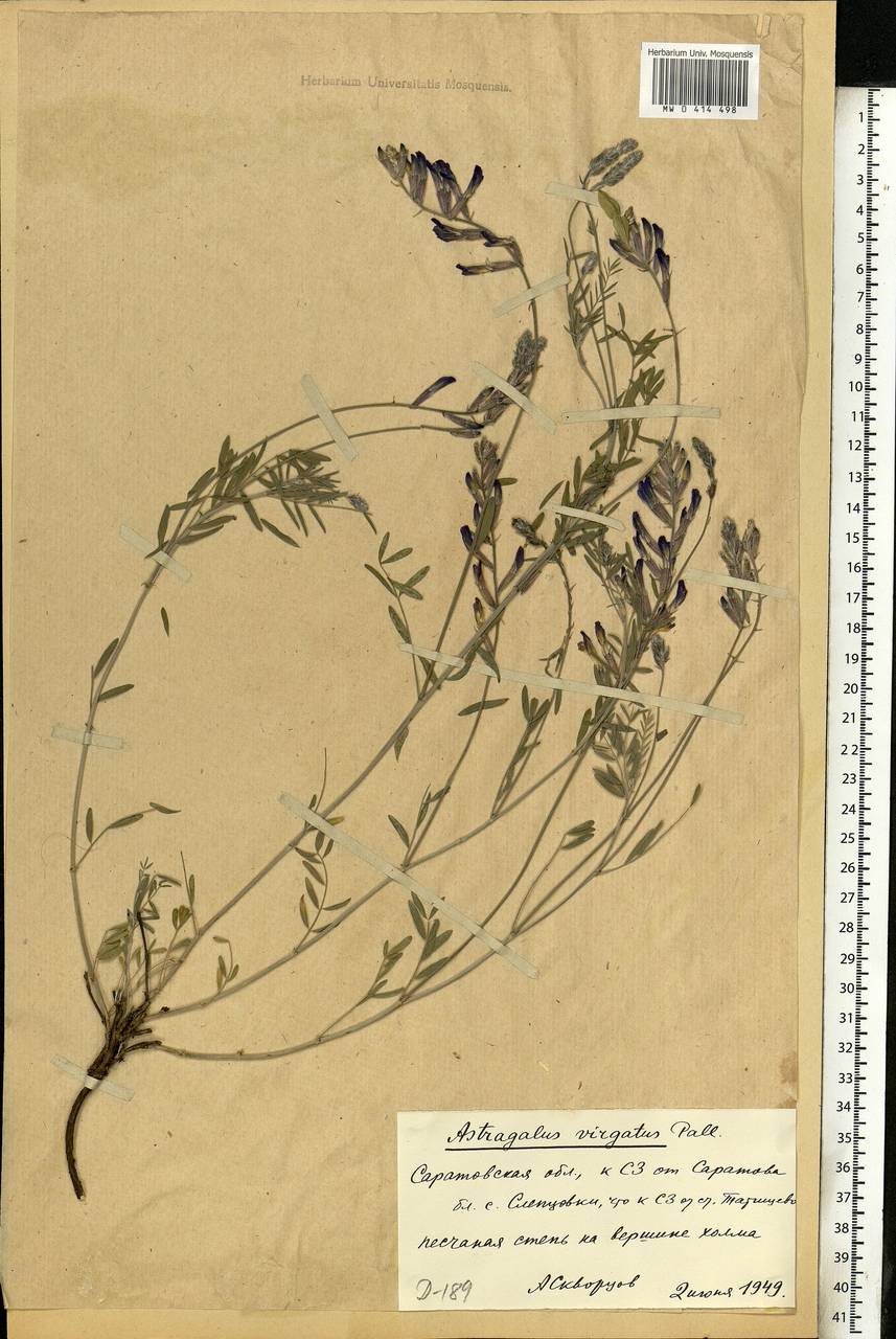 Astragalus varius, Eastern Europe, Lower Volga region (E9) (Russia)