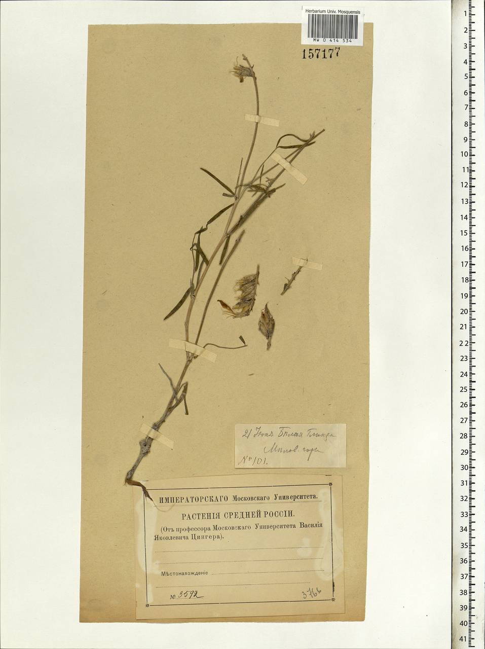 Astragalus varius S.G.Gmel., Eastern Europe, Lower Volga region (E9) (Russia)