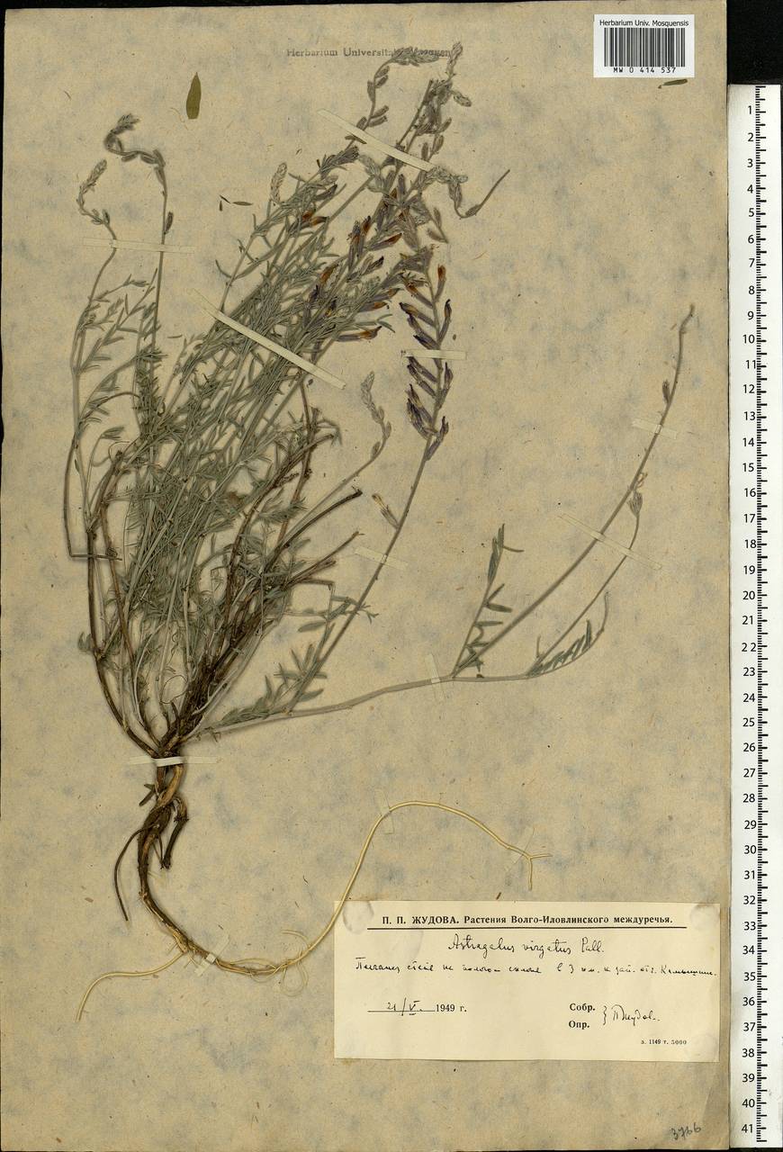 Astragalus varius, Eastern Europe, Lower Volga region (E9) (Russia)