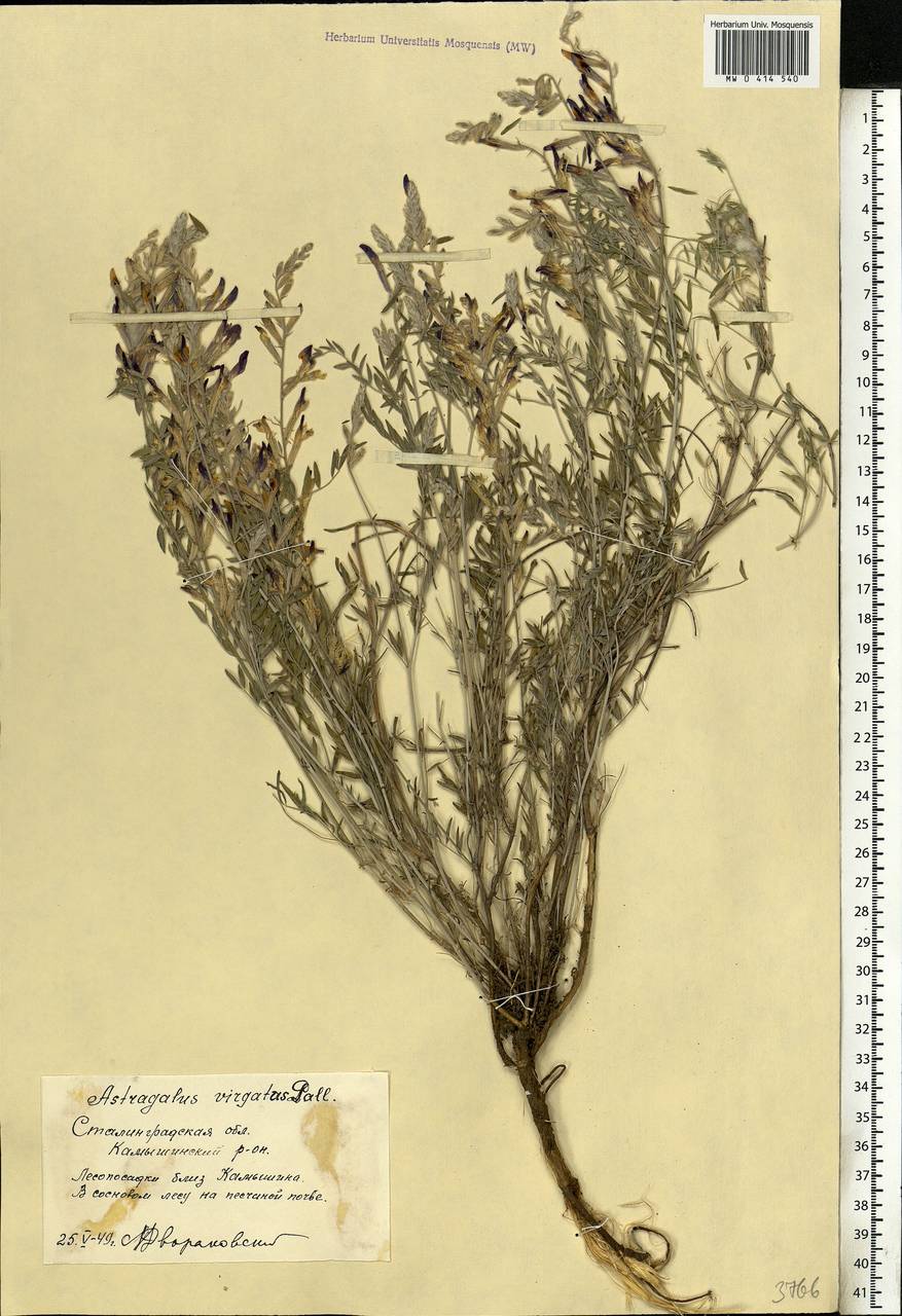 Astragalus varius, Eastern Europe, Lower Volga region (E9) (Russia)