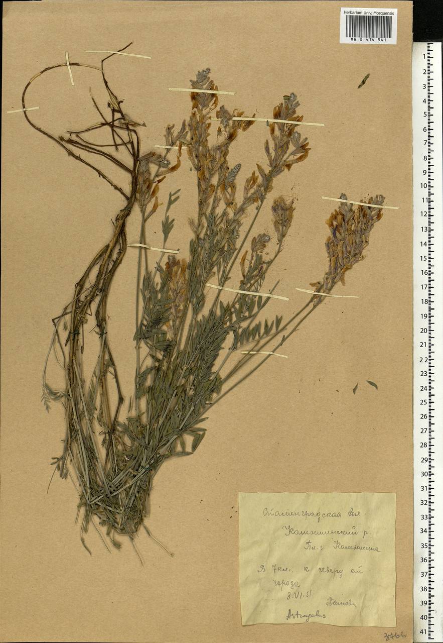 Astragalus varius S.G.Gmel., Eastern Europe, Lower Volga region (E9) (Russia)