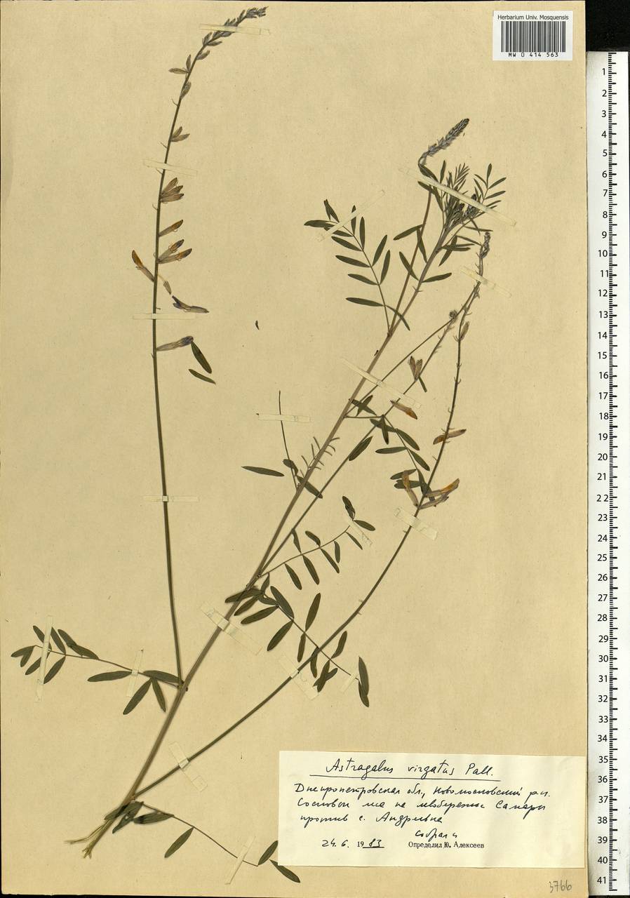 Astragalus varius, Eastern Europe, South Ukrainian region (E12) (Ukraine)