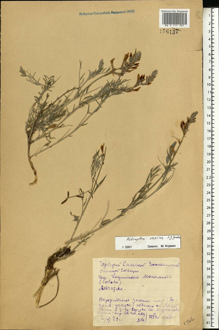 Astragalus varius S.G.Gmel., Eastern Europe, Rostov Oblast (E12a) (Russia)