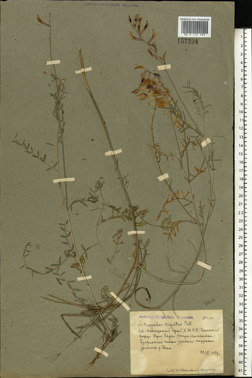 Astragalus varius, Eastern Europe, Lower Volga region (E9) (Russia)