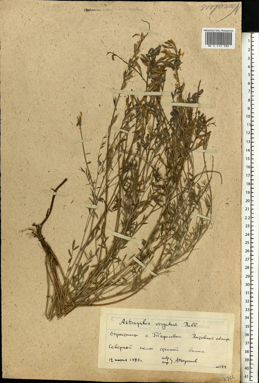 Astragalus varius S.G.Gmel., Eastern Europe, Rostov Oblast (E12a) (Russia)