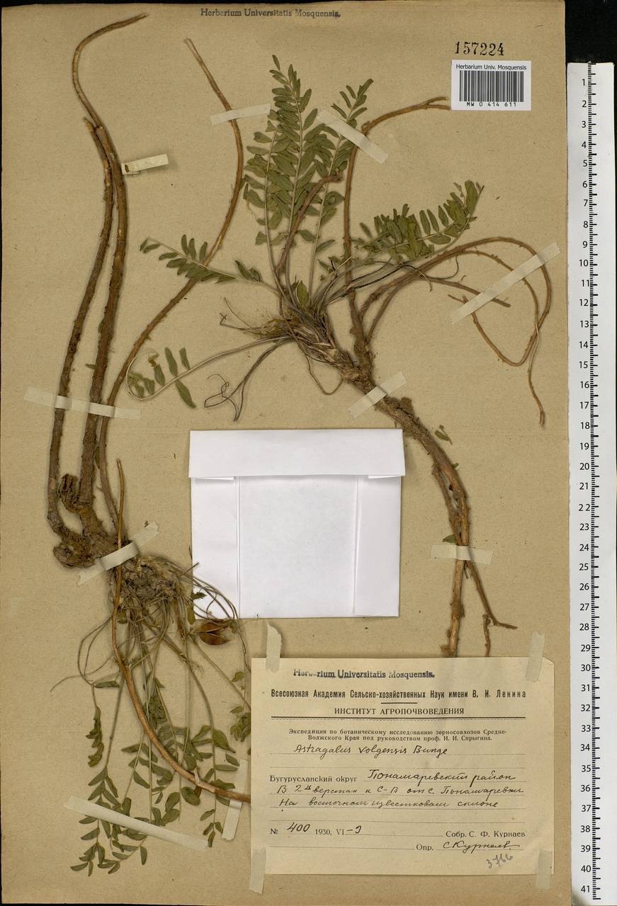 Astragalus wolgensis Bunge, Eastern Europe, Eastern region (E10) (Russia)