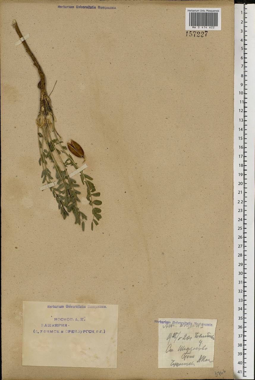 Astragalus wolgensis Bunge, Eastern Europe, Eastern region (E10) (Russia)