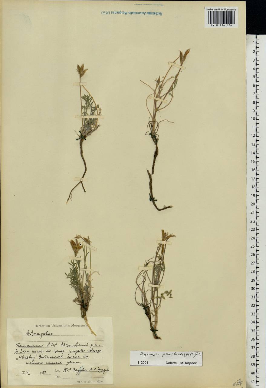 Oxytropis floribunda (Pall.)DC., Eastern Europe, Eastern region (E10) (Russia)