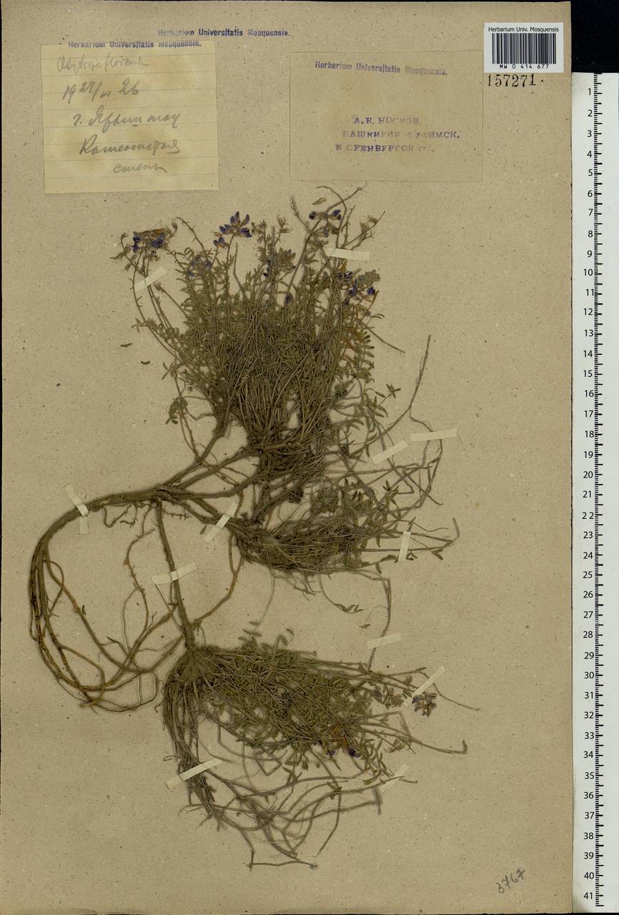 Oxytropis floribunda (Pall.)DC., Eastern Europe, Eastern region (E10) (Russia)