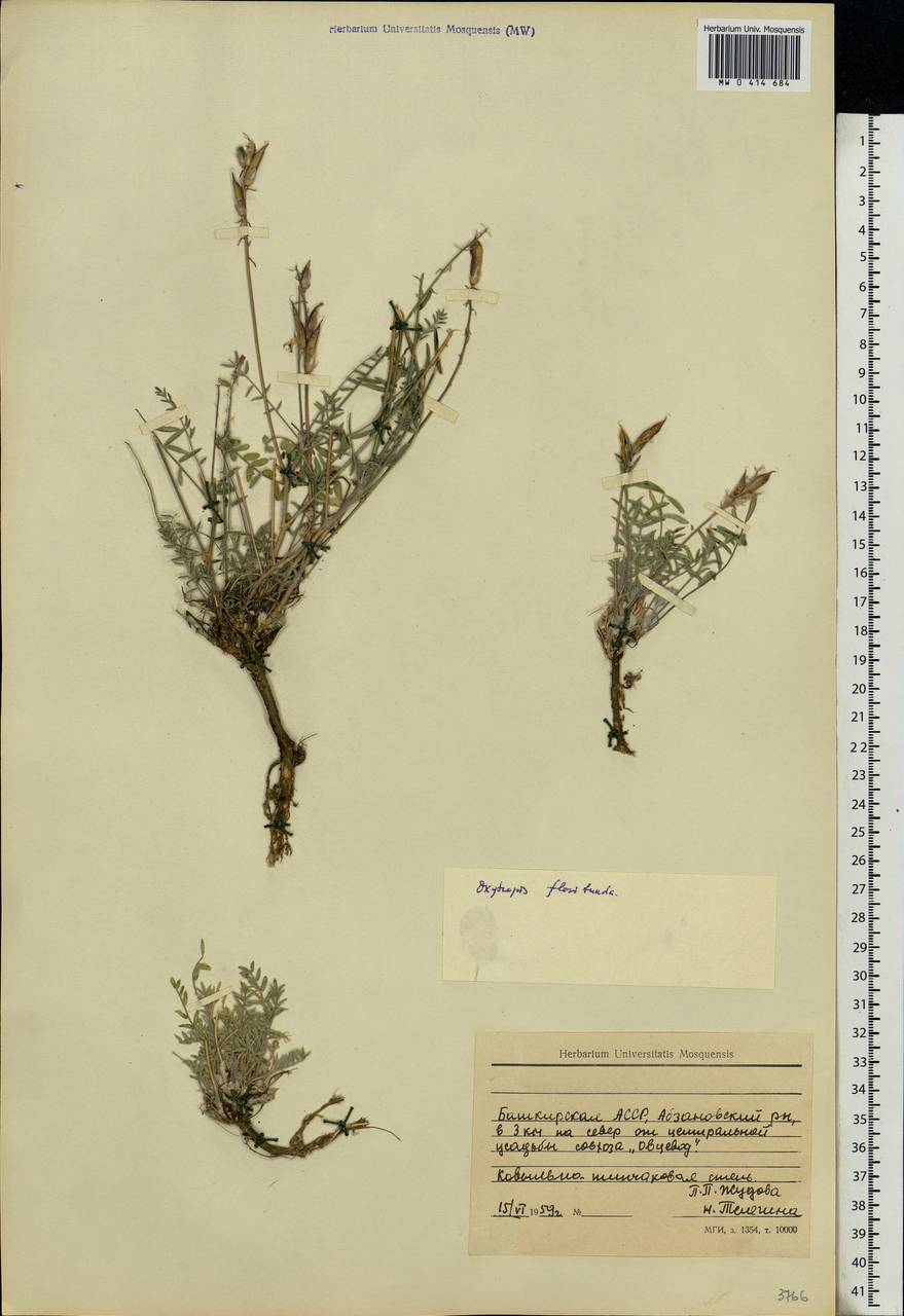 Oxytropis floribunda (Pall.)DC., Eastern Europe, Eastern region (E10) (Russia)