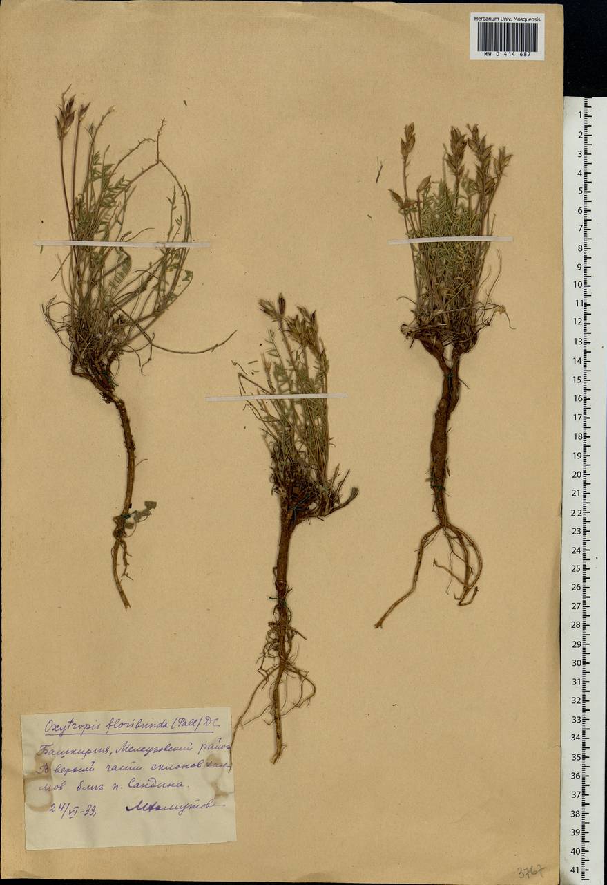 Oxytropis floribunda (Pall.)DC., Eastern Europe, Eastern region (E10) (Russia)