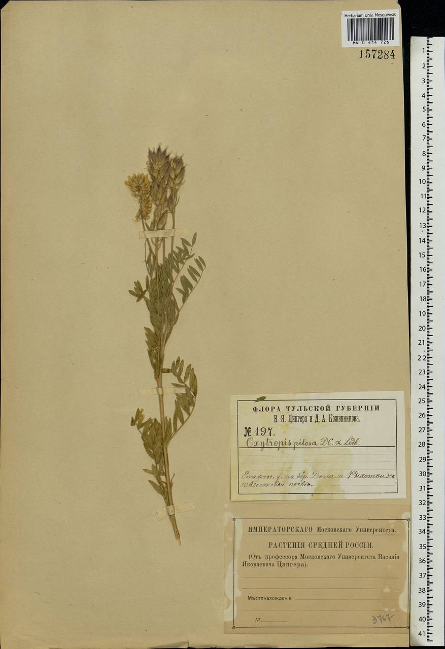 Oxytropis pilosa (L.)DC., Eastern Europe, Central region (E4) (Russia)