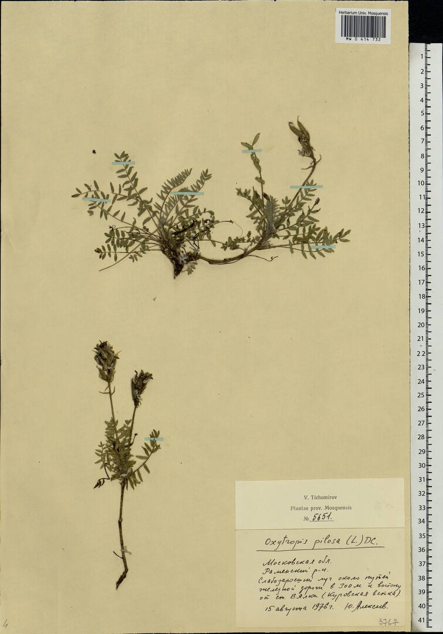 Oxytropis pilosa (L.)DC., Eastern Europe, Moscow region (E4a) (Russia)