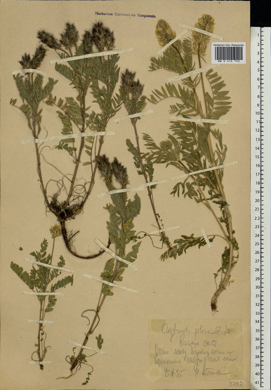 Oxytropis pilosa (L.)DC., Eastern Europe, Central forest-and-steppe region (E6) (Russia)