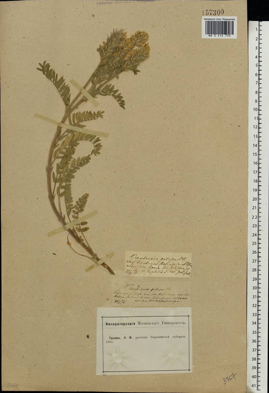 Oxytropis pilosa (L.) DC., Eastern Europe, Central forest-and-steppe region (E6) (Russia)