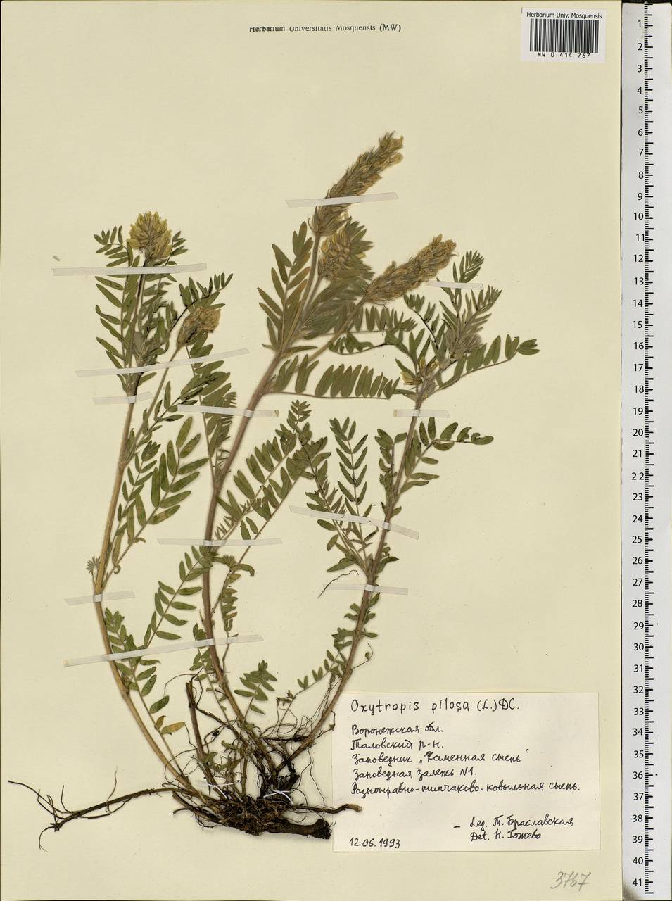 Oxytropis pilosa (L.)DC., Eastern Europe, Central forest-and-steppe region (E6) (Russia)