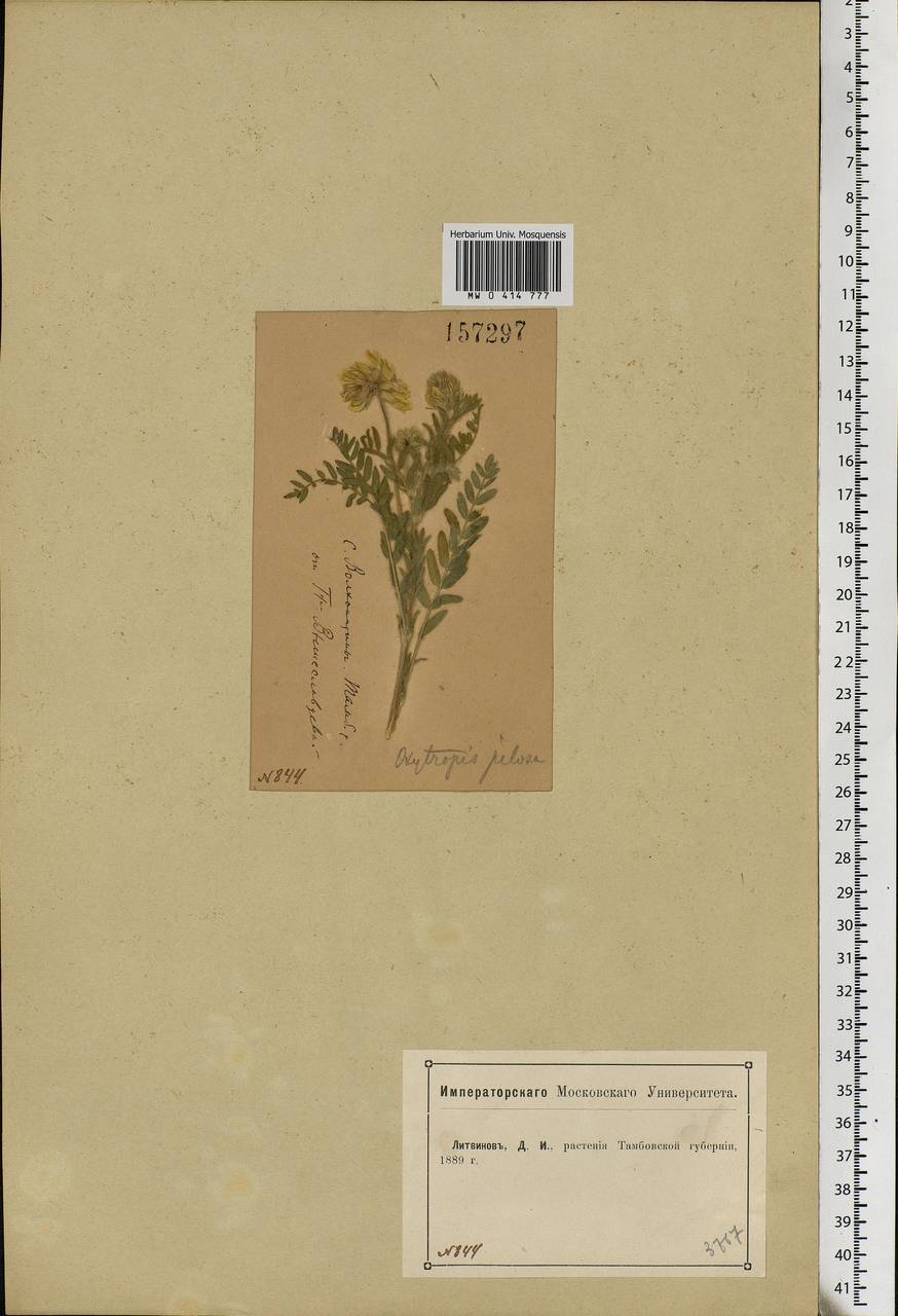 Oxytropis pilosa (L.)DC., Eastern Europe, Central forest-and-steppe region (E6) (Russia)