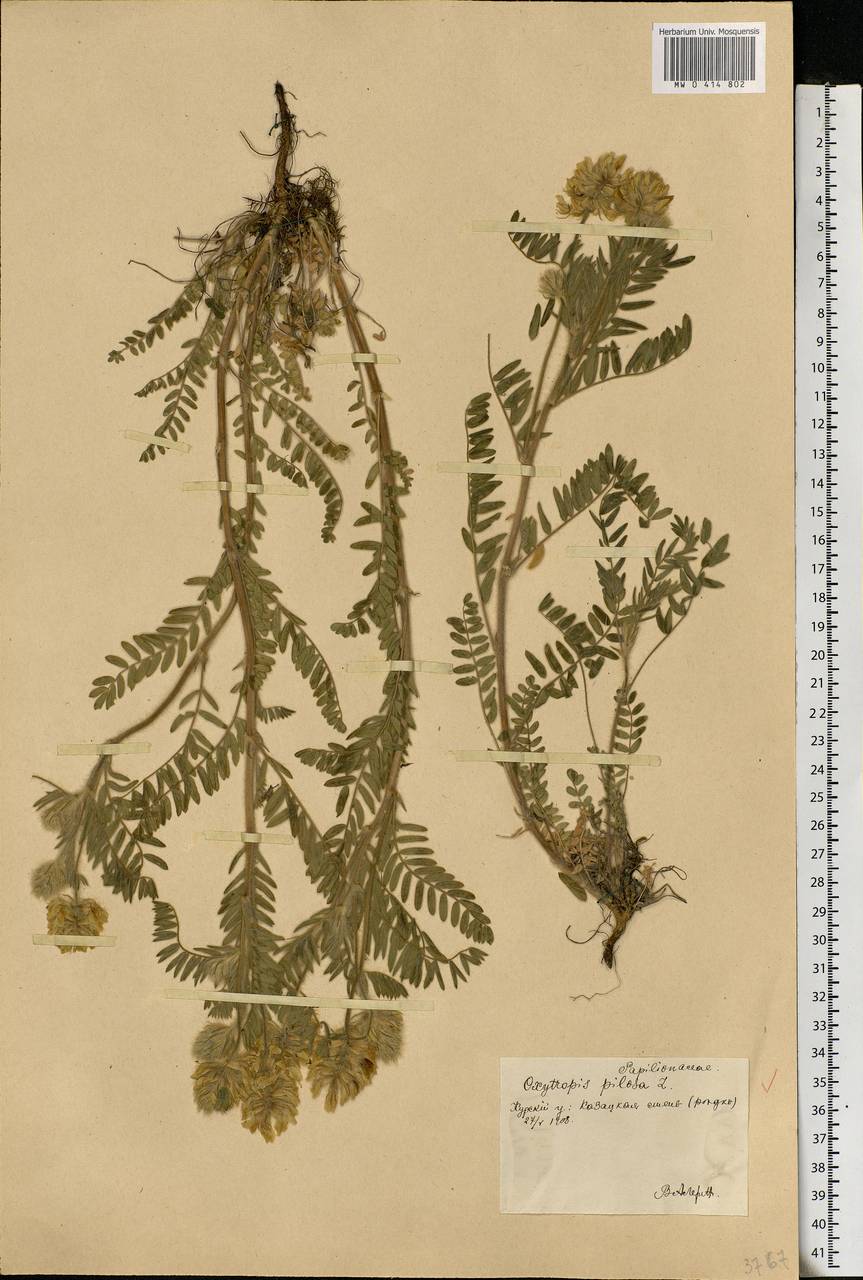 Oxytropis pilosa (L.)DC., Eastern Europe, Central forest-and-steppe region (E6) (Russia)