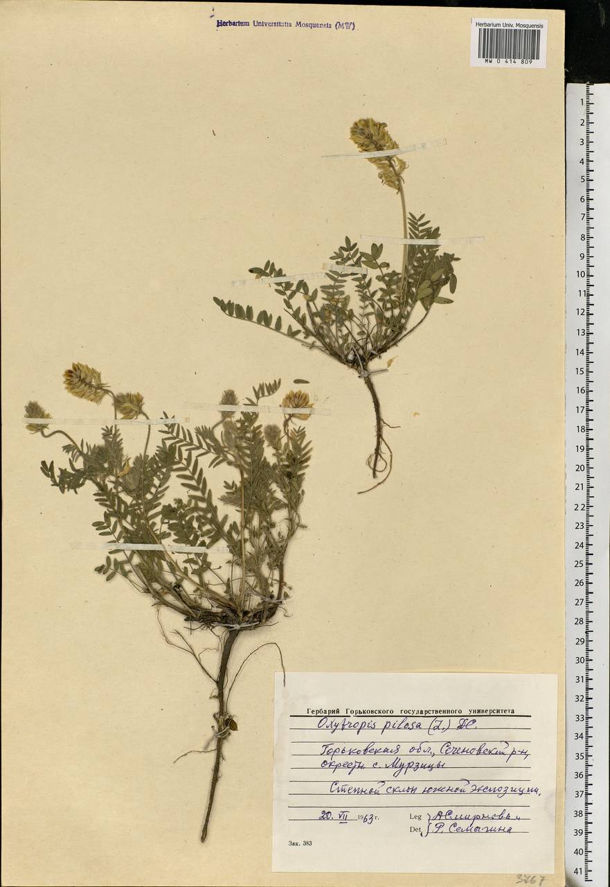 Oxytropis pilosa (L.)DC., Eastern Europe, Volga-Kama region (E7) (Russia)