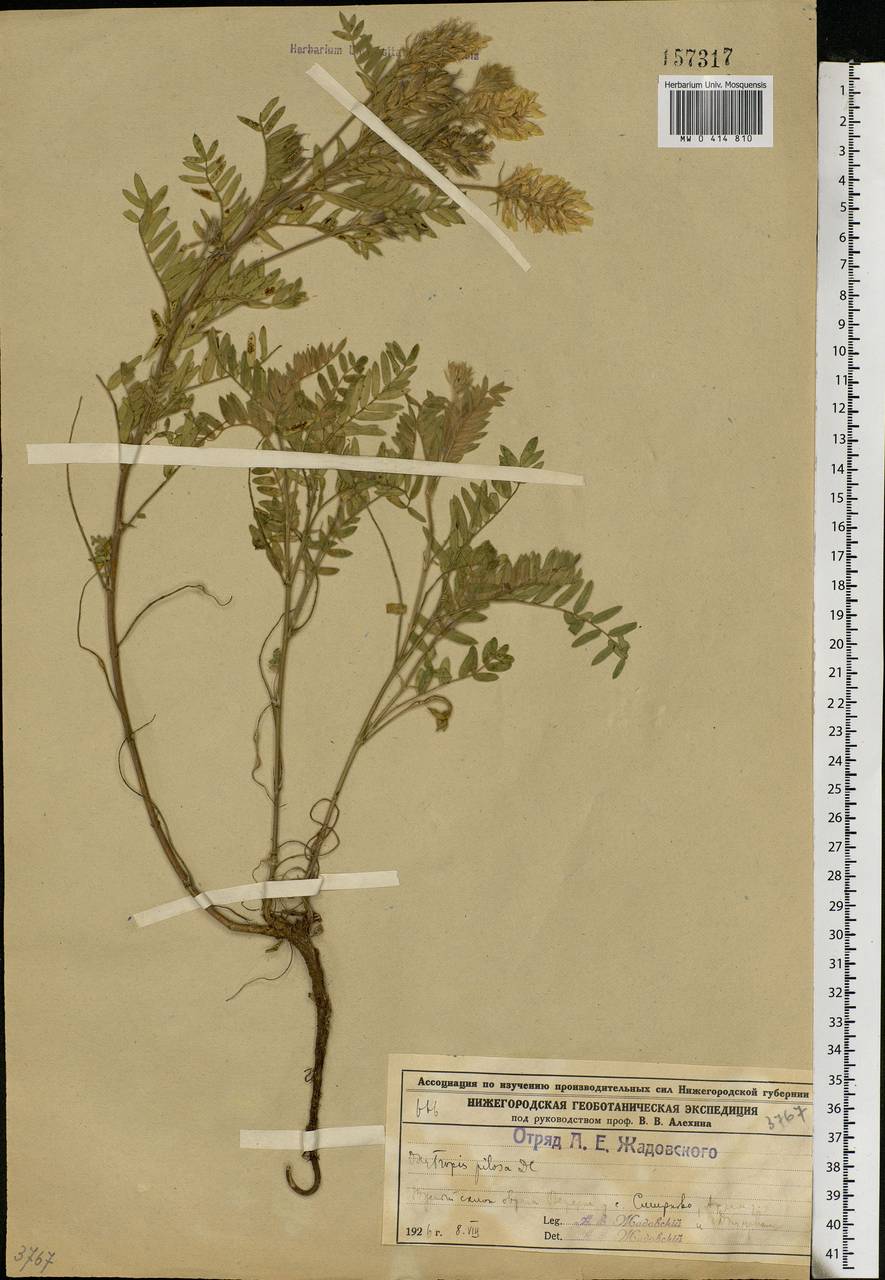 Oxytropis pilosa (L.)DC., Eastern Europe, Volga-Kama region (E7) (Russia)