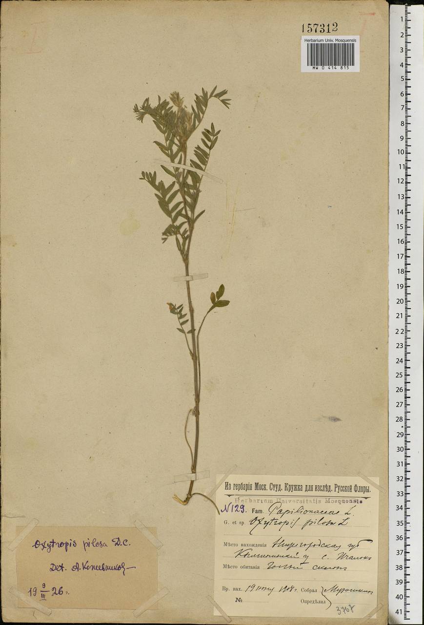 Oxytropis pilosa (L.)DC., Eastern Europe, Volga-Kama region (E7) (Russia)