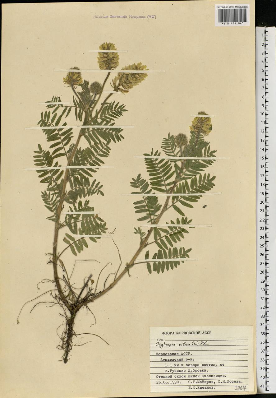 Oxytropis pilosa (L.)DC., Eastern Europe, Middle Volga region (E8) (Russia)