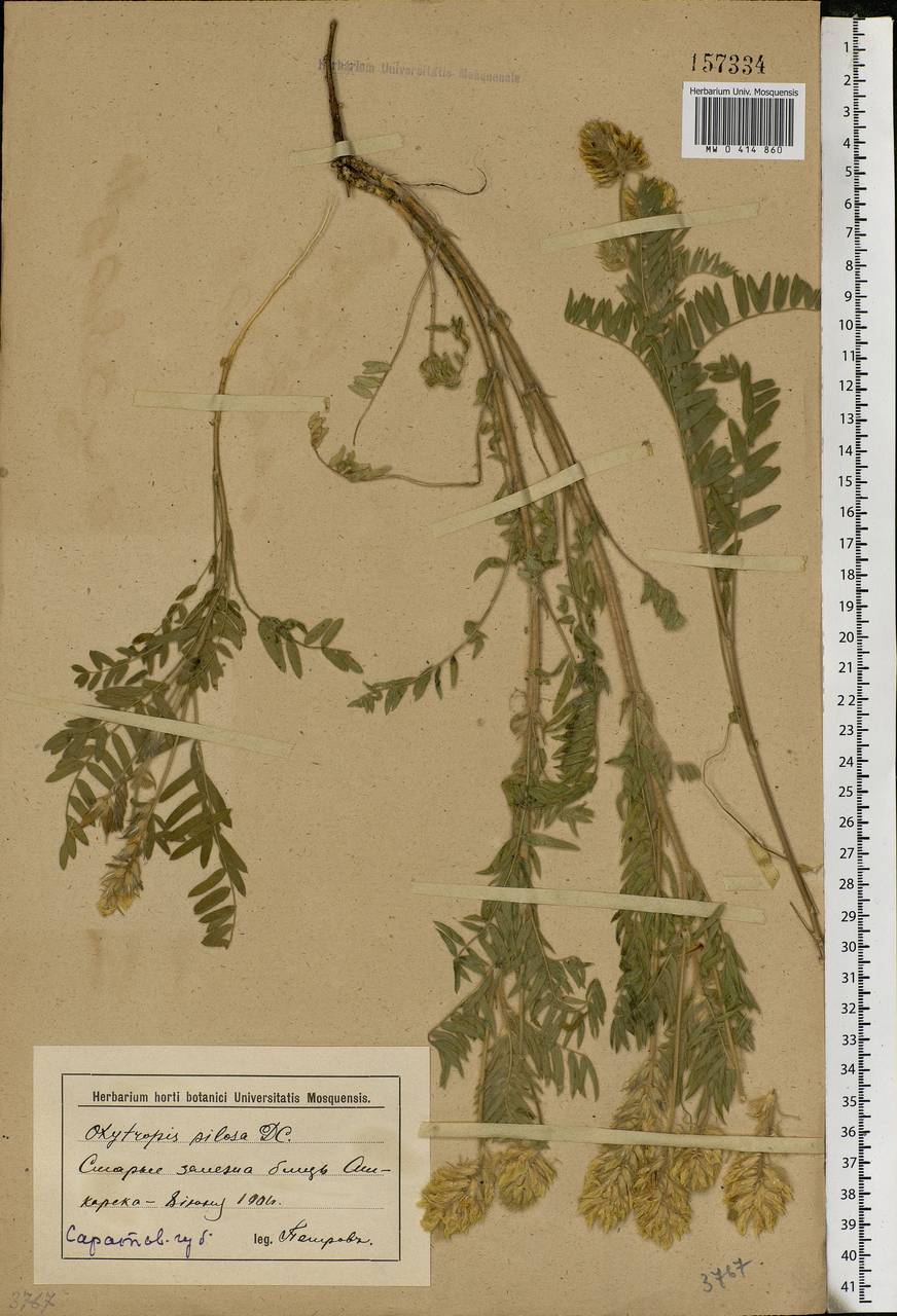 Oxytropis pilosa (L.)DC., Eastern Europe, Lower Volga region (E9) (Russia)