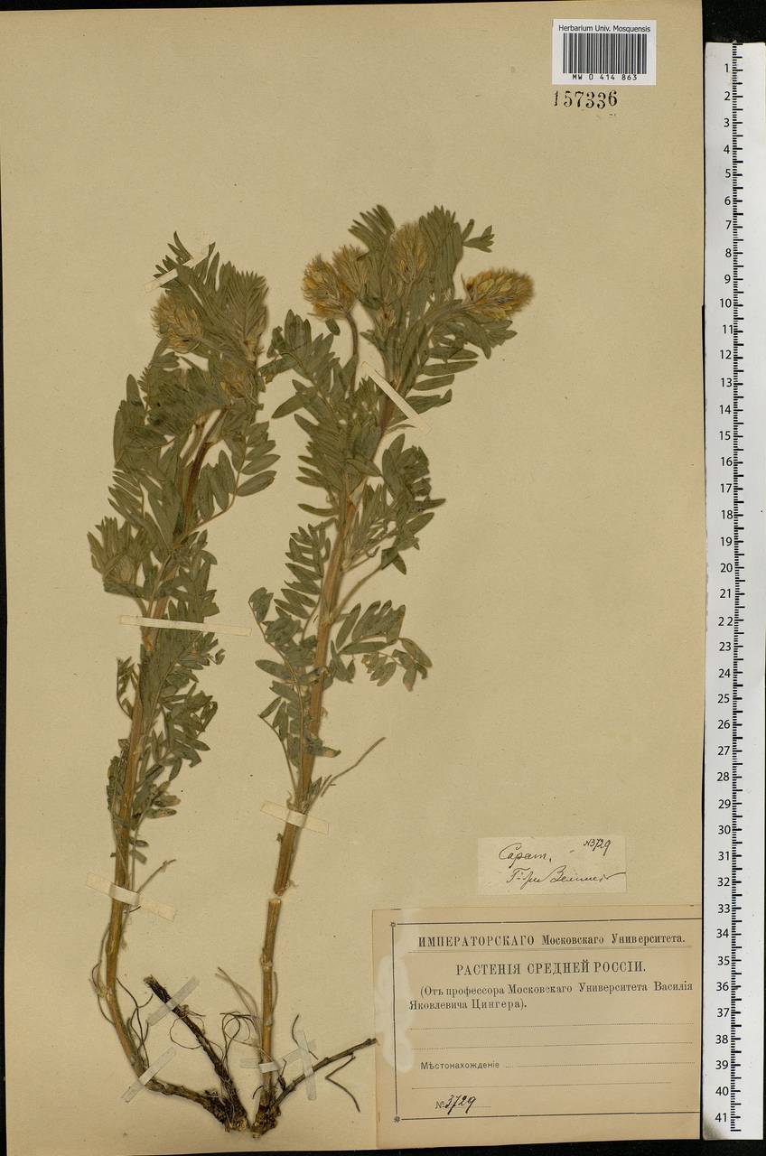 Oxytropis pilosa (L.)DC., Eastern Europe, Lower Volga region (E9) (Russia)