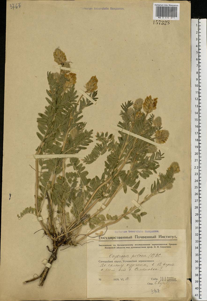 Oxytropis pilosa (L.)DC., Eastern Europe, Middle Volga region (E8) (Russia)
