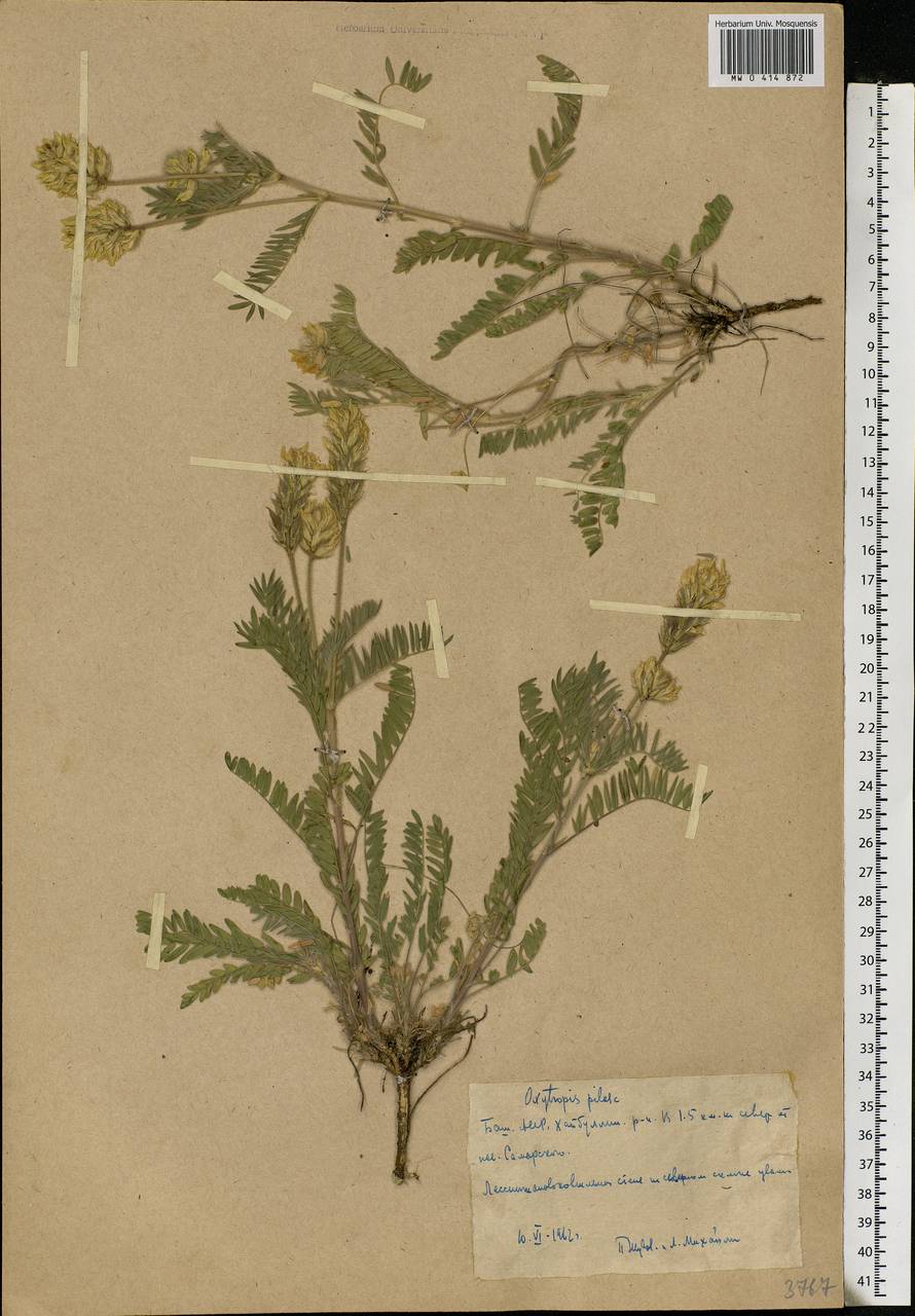 Oxytropis pilosa (L.)DC., Eastern Europe, Eastern region (E10) (Russia)