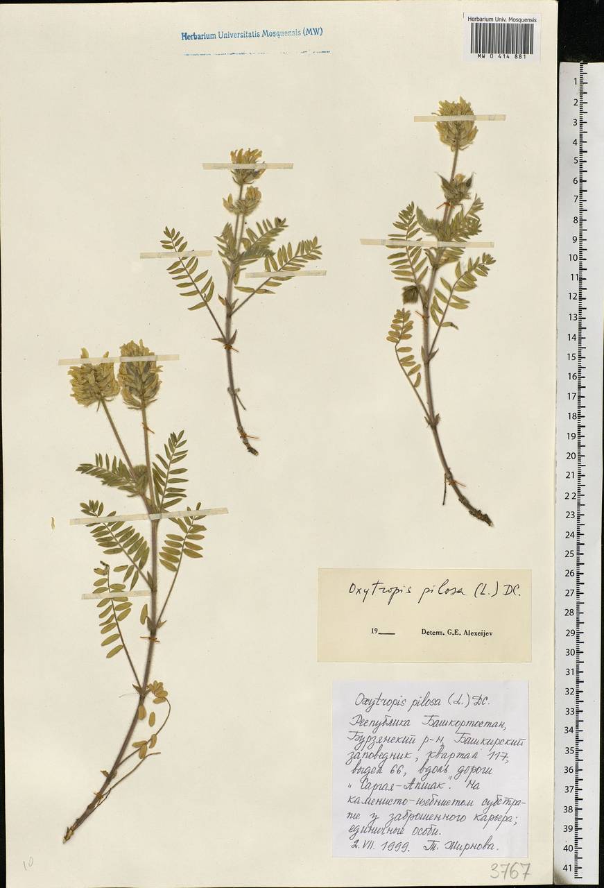 Oxytropis pilosa (L.)DC., Eastern Europe, Eastern region (E10) (Russia)