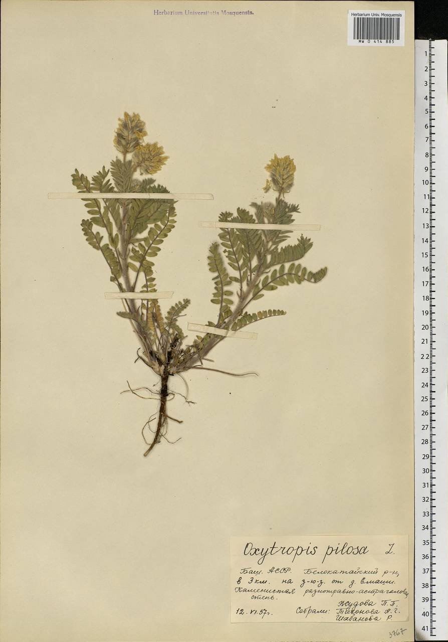 Oxytropis pilosa (L.)DC., Eastern Europe, Eastern region (E10) (Russia)