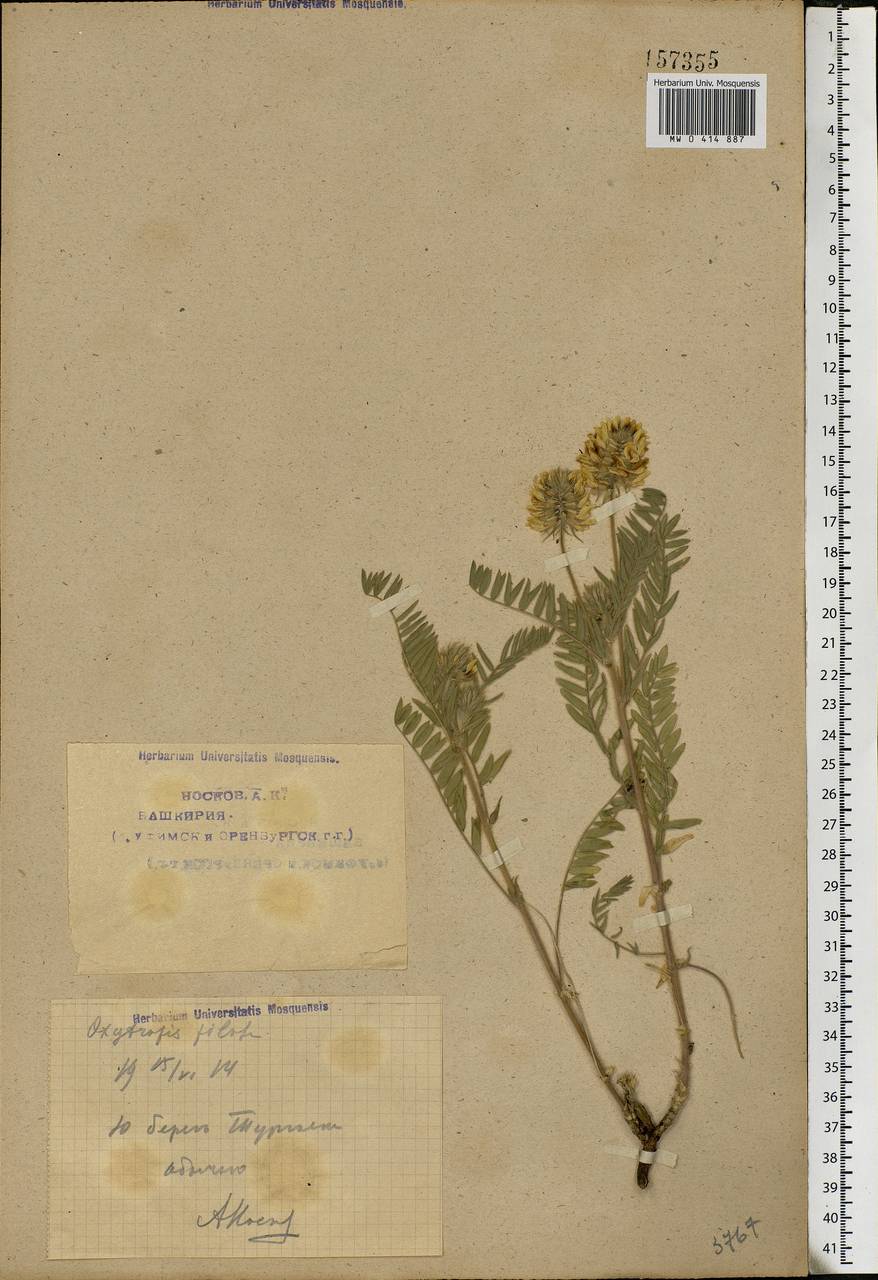 Oxytropis pilosa (L.)DC., Eastern Europe, Eastern region (E10) (Russia)