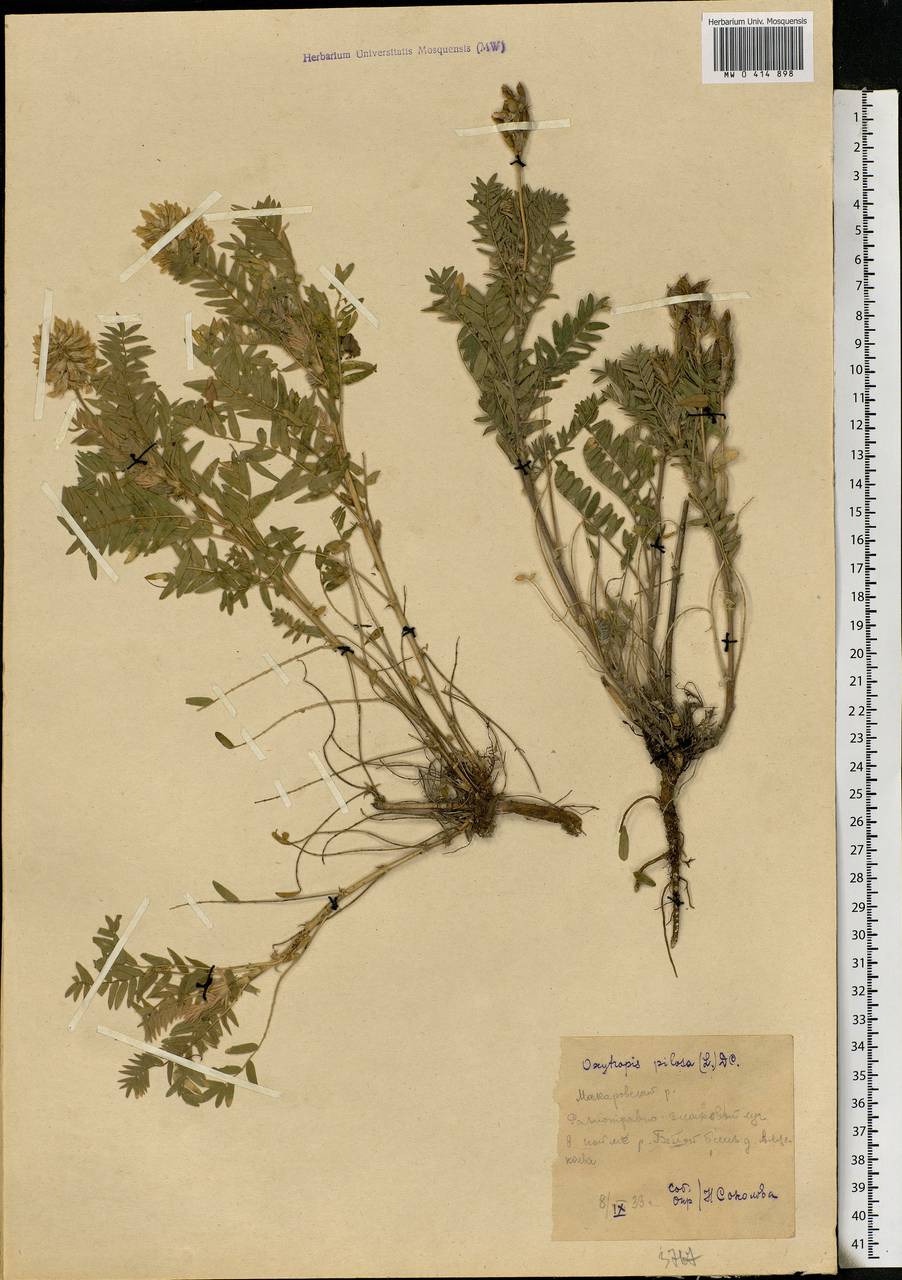 Oxytropis pilosa (L.)DC., Eastern Europe, Eastern region (E10) (Russia)