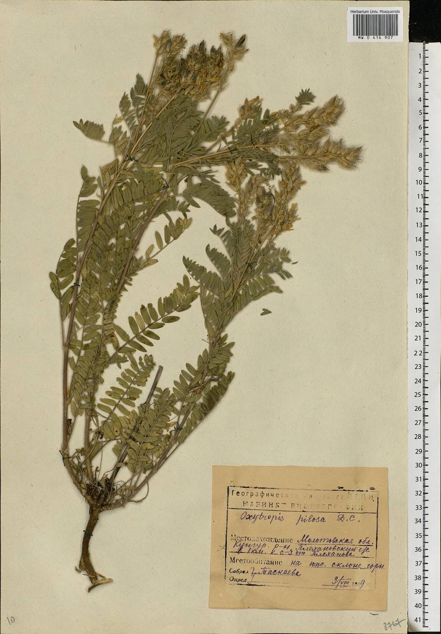Oxytropis pilosa (L.)DC., Eastern Europe, Eastern region (E10) (Russia)