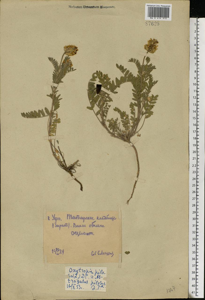 Oxytropis pilosa (L.)DC., Eastern Europe, Eastern region (E10) (Russia)