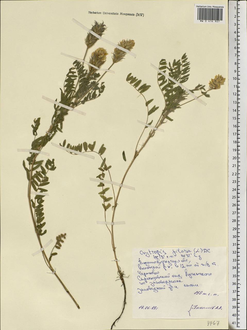 Oxytropis pilosa (L.)DC., Eastern Europe, North Ukrainian region (E11) (Ukraine)