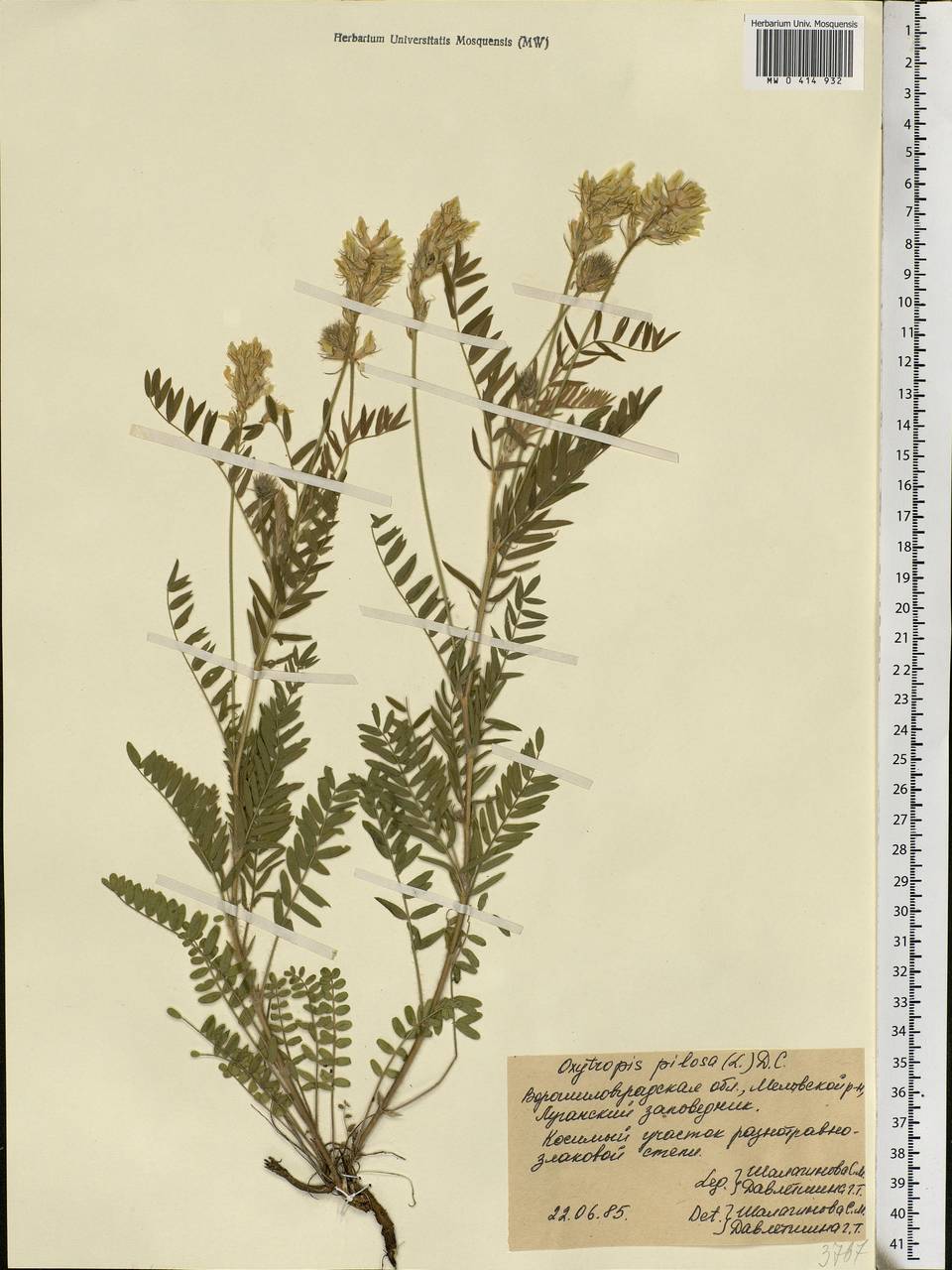 Oxytropis pilosa (L.)DC., Eastern Europe, North Ukrainian region (E11) (Ukraine)