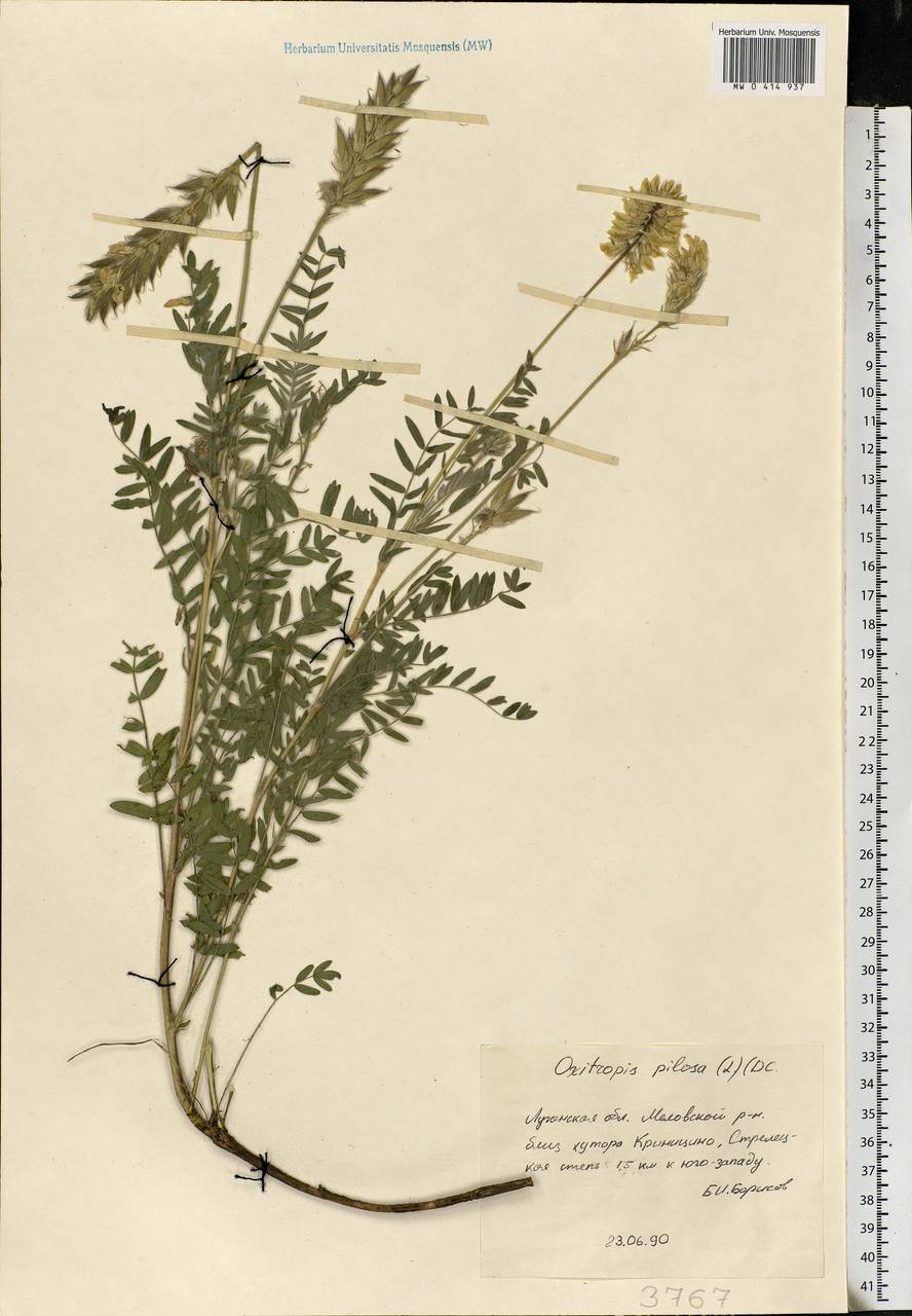 Oxytropis pilosa (L.) DC., Eastern Europe, North Ukrainian region (E11) (Ukraine)