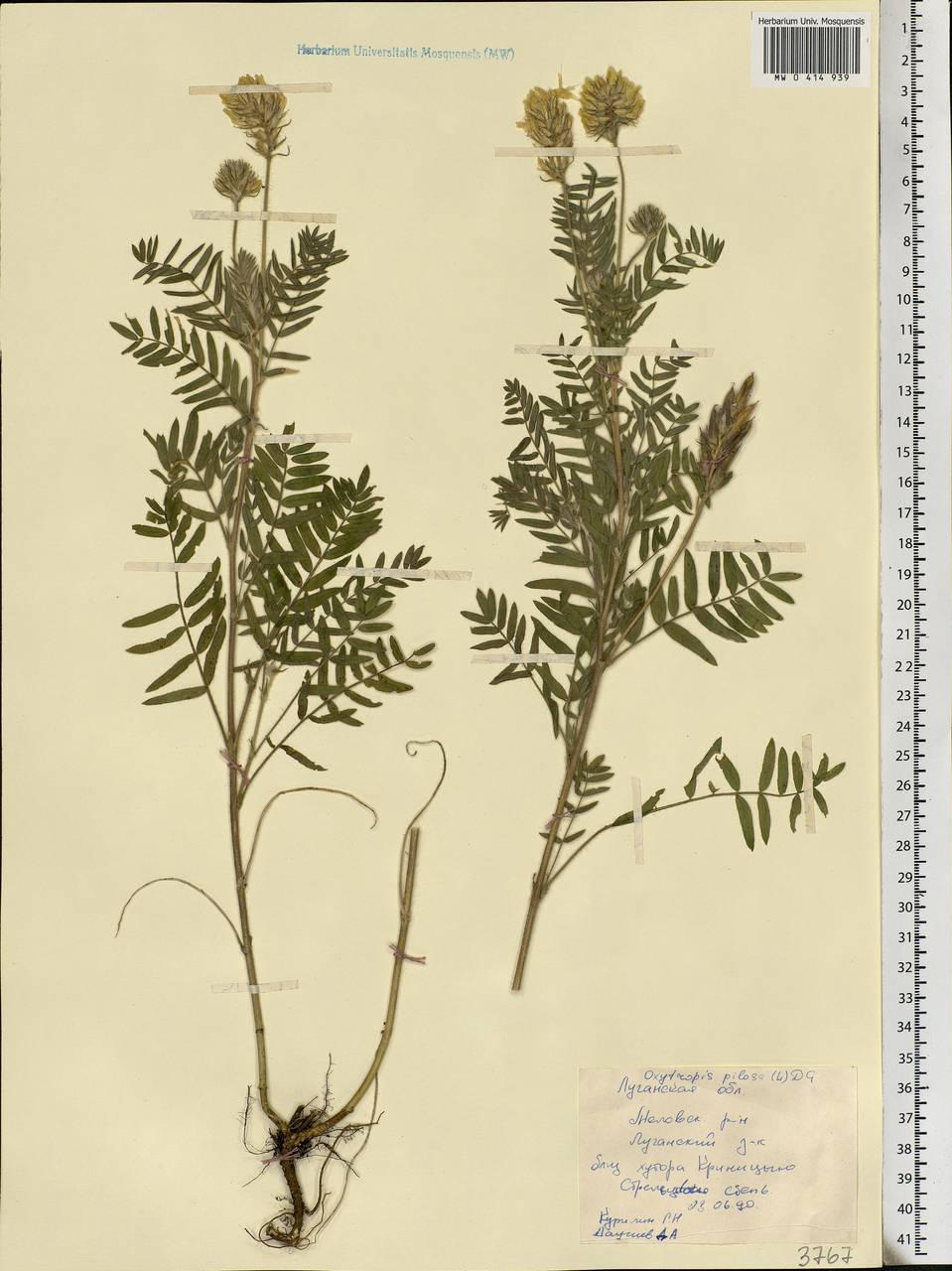 Oxytropis pilosa (L.)DC., Eastern Europe, North Ukrainian region (E11) (Ukraine)