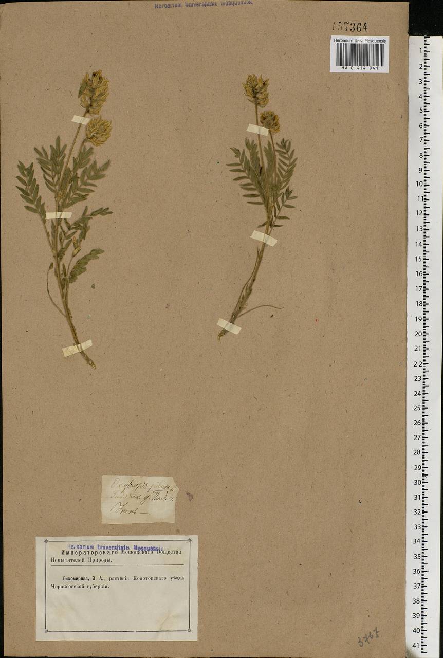 Oxytropis pilosa (L.) DC., Eastern Europe, North Ukrainian region (E11) (Ukraine)