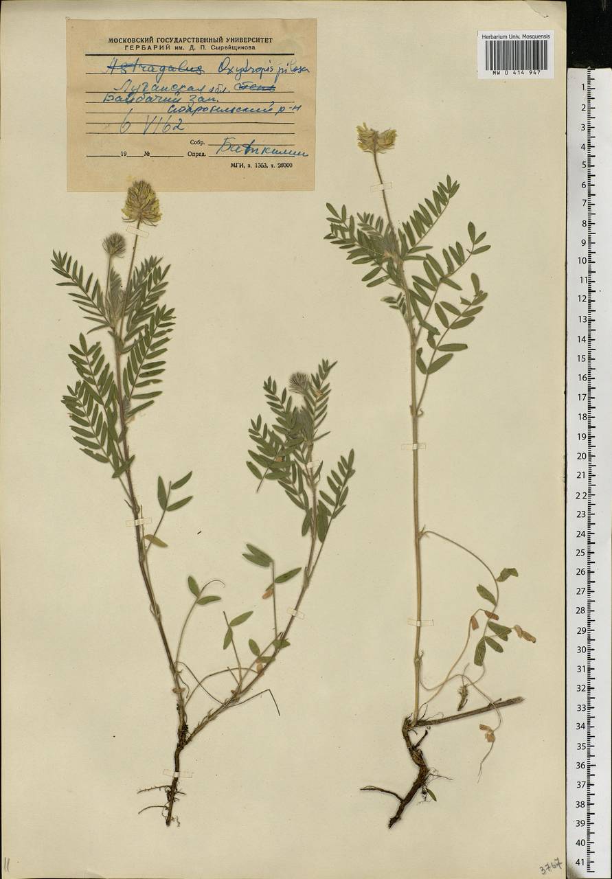 Oxytropis pilosa (L.)DC., Eastern Europe, North Ukrainian region (E11) (Ukraine)