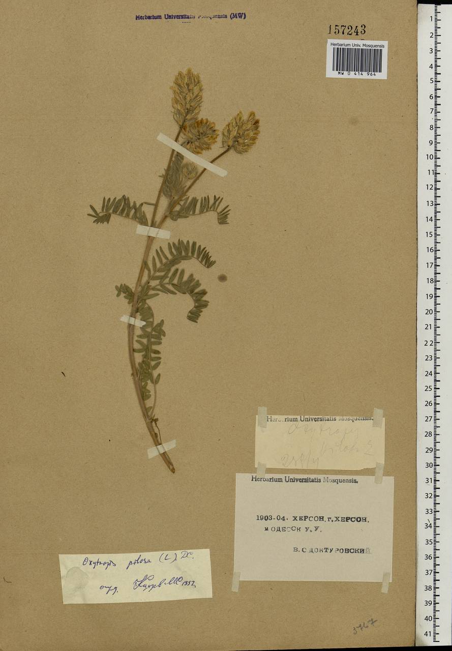 Oxytropis pilosa (L.) DC., Eastern Europe, South Ukrainian region (E12) (Ukraine)