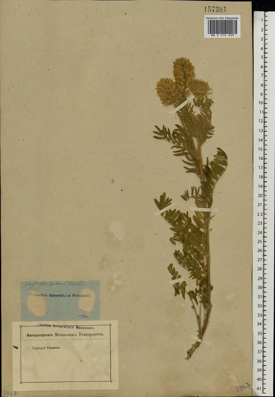 Oxytropis pilosa (L.)DC., Eastern Europe, Rostov Oblast (E12a) (Russia)